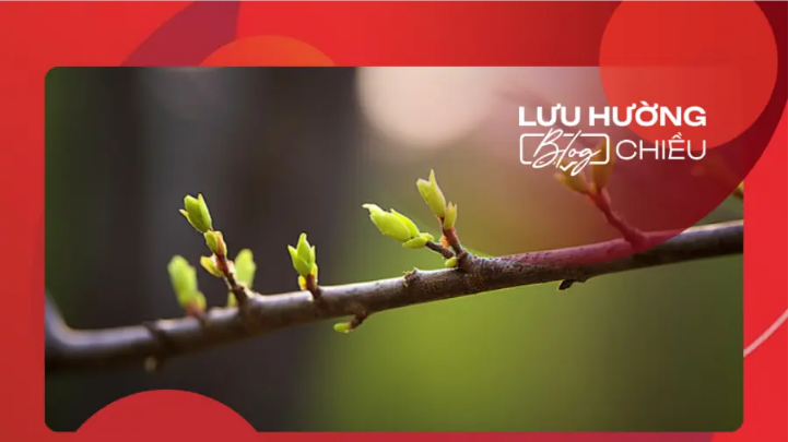 Chồi non trên cành cũ